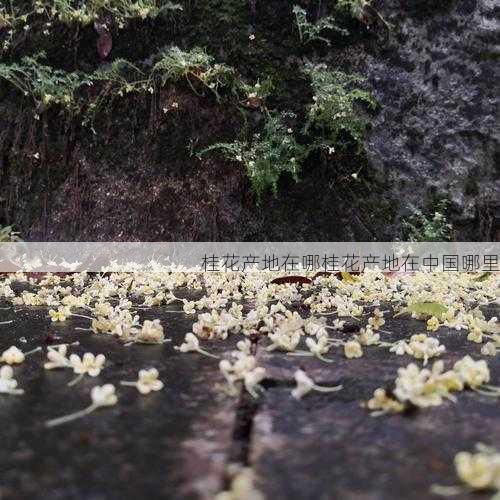 桂花产地在哪桂花产地在中国哪里第2张-蔬菜基地绿色种植产业带 桂花产地在哪桂花产地在中国哪里