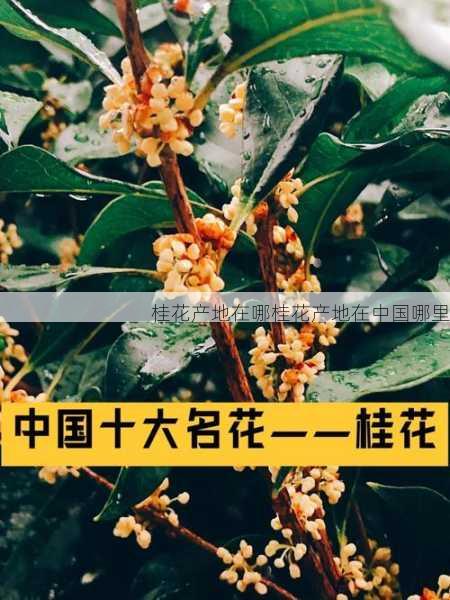 桂花产地在哪桂花产地在中国哪里第1张-蔬菜基地绿色种植产业带 桂花产地在哪桂花产地在中国哪里