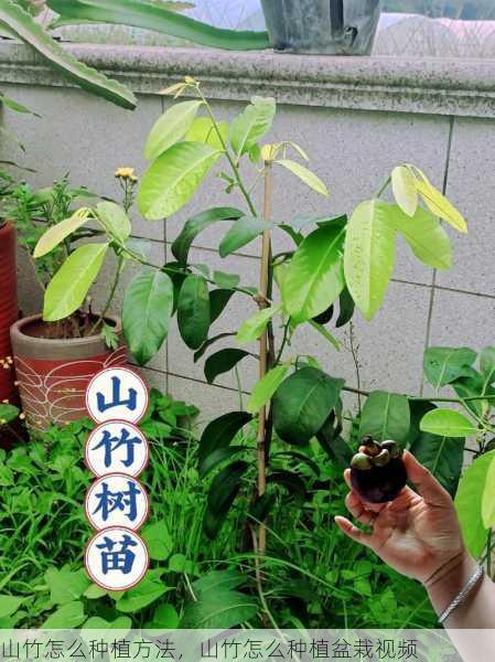 山竹怎么种植方法,山竹怎么种植盆栽视频第1张-蔬菜基地绿色种植产业带 山竹怎么种植方法,山竹怎么种植盆栽视频