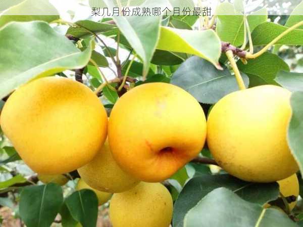 梨几月份成熟哪个月份最甜第1张-蔬菜基地绿色种植产业带 梨几月份成熟哪个月份最甜