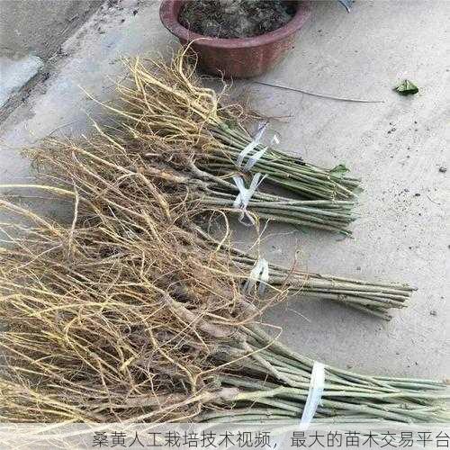 桑黄人工栽培技术视频,最大的苗木交易平台第2张-蔬菜基地绿色种植产业带 桑黄人工栽培技术视频,最大的苗木交易平台