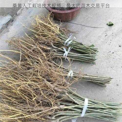 桑黄人工栽培技术视频,最大的苗木交易平台第1张-蔬菜基地绿色种植产业带 桑黄人工栽培技术视频,最大的苗木交易平台