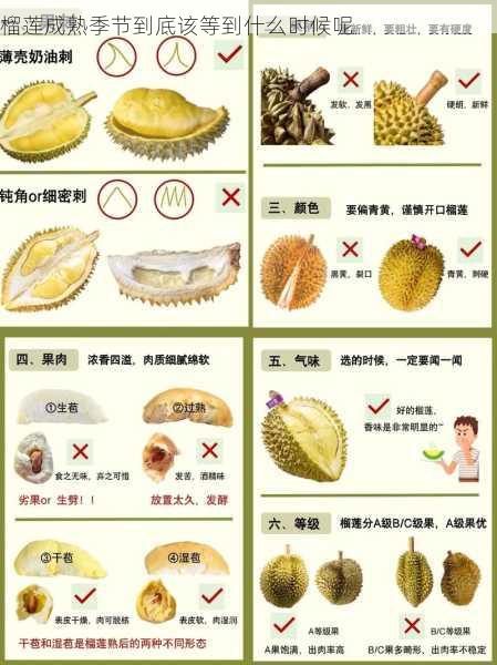 榴莲成熟季节到底该等到什么时候呢第2张-蔬菜基地绿色种植产业带 榴莲成熟季节到底该等到什么时候呢