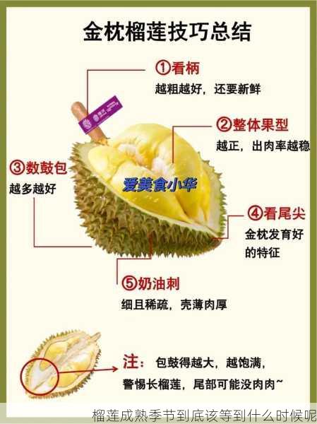 榴莲成熟季节到底该等到什么时候呢第1张-蔬菜基地绿色种植产业带 榴莲成熟季节到底该等到什么时候呢