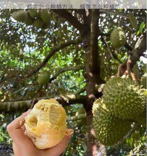 榴莲怎么种植方法,榴莲怎么种植的第1张-蔬菜基地绿色种植产业带 榴莲怎么种植方法,榴莲怎么种植的