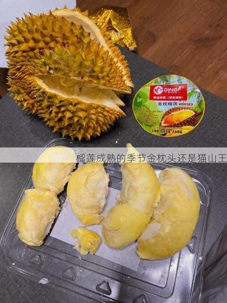 榴莲成熟的季节金枕头还是猫山王第1张-蔬菜基地绿色种植产业带 榴莲成熟的季节金枕头还是猫山王