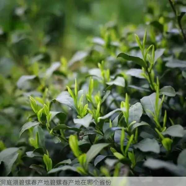 洞庭湖碧螺春产地碧螺春产地在哪个省份第2张-蔬菜基地绿色种植产业带 洞庭湖碧螺春产地碧螺春产地在哪个省份
