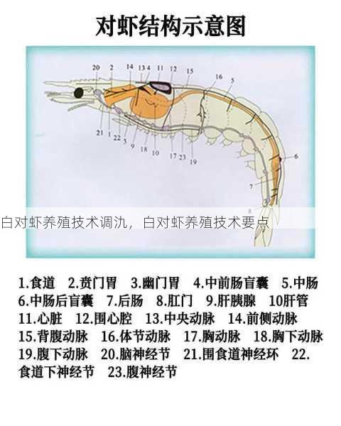 白对虾养殖技术调氿,白对虾养殖技术要点第1张-蔬菜基地绿色种植产业带 白对虾养殖技术调氿,白对虾养殖技术要点