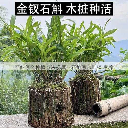 石斛怎么种植方法视频,石斛怎么种植 家养第1张-蔬菜基地绿色种植产业带 石斛怎么种植方法视频,石斛怎么种植 家养
