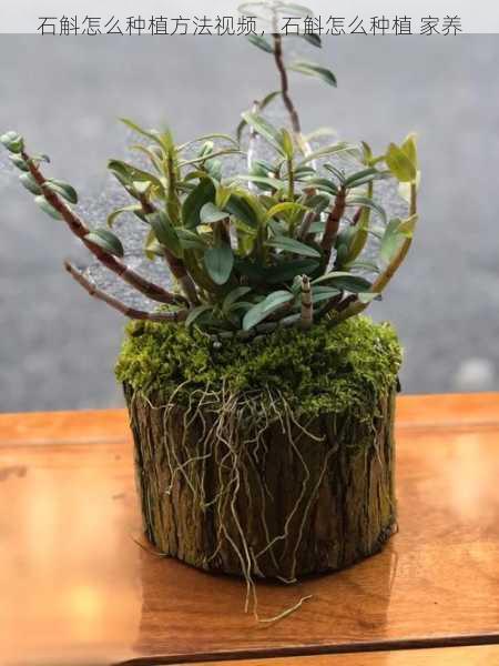 石斛怎么种植方法视频,石斛怎么种植 家养第2张-蔬菜基地绿色种植产业带 石斛怎么种植方法视频,石斛怎么种植 家养