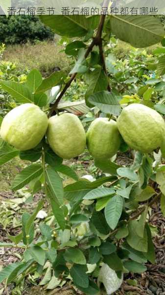 番石榴季节 番石榴的品种都有哪些第2张-蔬菜基地绿色种植产业带 番石榴季节 番石榴的品种都有哪些