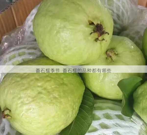 番石榴季节 番石榴的品种都有哪些第1张-蔬菜基地绿色种植产业带 番石榴季节 番石榴的品种都有哪些