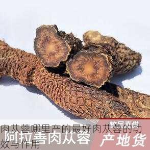 肉苁蓉哪里产的最好肉苁蓉的功效与作用第1张-蔬菜基地绿色种植产业带 肉苁蓉哪里产的最好肉苁蓉的功效与作用