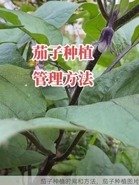 茄子种植时间和方法,茄子种植图片第2张-蔬菜基地绿色种植产业带 茄子种植时间和方法,茄子种植图片