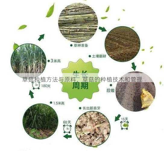 草菇种植方法与原料,草菇的种植技术和管理第1张-蔬菜基地绿色种植产业带 草菇种植方法与原料,草菇的种植技术和管理