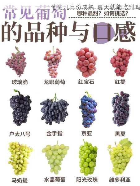 葡萄几月份成熟 夏天就能吃到吗第2张-蔬菜基地绿色种植产业带 葡萄几月份成熟 夏天就能吃到吗