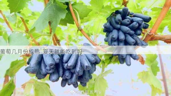 葡萄几月份成熟 夏天就能吃到吗第1张-蔬菜基地绿色种植产业带 葡萄几月份成熟 夏天就能吃到吗