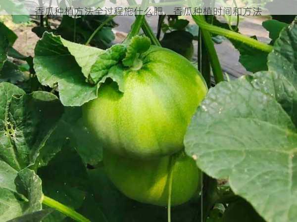 香瓜种植方法全过程施什么肥,香瓜种植时间和方法第2张-蔬菜基地绿色种植产业带 香瓜种植方法全过程施什么肥,香瓜种植时间和方法