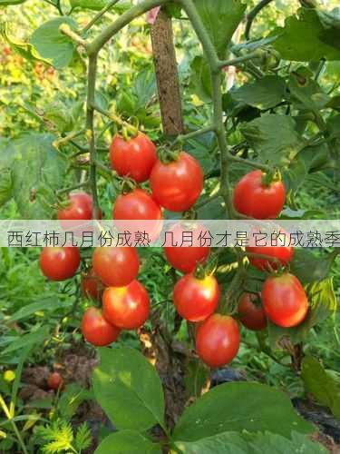 西红柿几月份成熟  几月份才是它的成熟季第1张-蔬菜基地绿色种植产业带