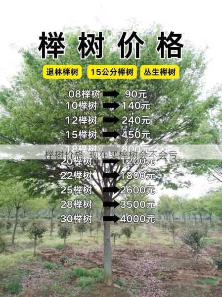 榉树价格 现在买榉树会不会亏第1张-蔬菜基地绿色种植产业带 榉树价格 现在买榉树会不会亏