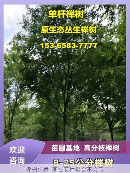 榉树价格 现在买榉树会不会亏第2张-蔬菜基地绿色种植产业带 榉树价格 现在买榉树会不会亏