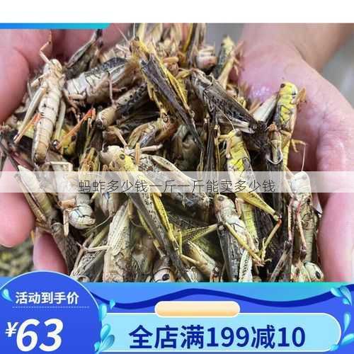蚂蚱多少钱一斤一斤能卖多少钱第1张-蔬菜基地绿色种植产业带 蚂蚱多少钱一斤一斤能卖多少钱