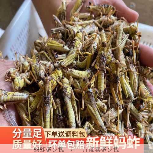蚂蚱多少钱一斤一斤能卖多少钱第2张-蔬菜基地绿色种植产业带 蚂蚱多少钱一斤一斤能卖多少钱