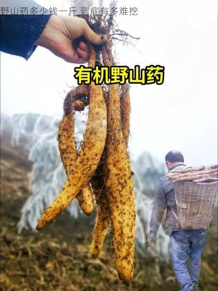 野山药多少钱一斤 到底有多难挖第1张-蔬菜基地绿色种植产业带 野山药多少钱一斤 到底有多难挖