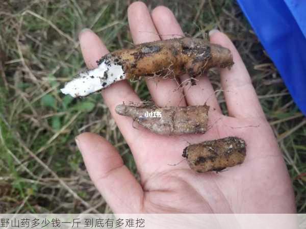 野山药多少钱一斤 到底有多难挖第2张-蔬菜基地绿色种植产业带 野山药多少钱一斤 到底有多难挖
