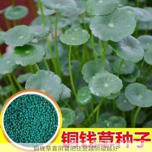 铜钱草喜阴喜阳还是越阴暗越好第1张-蔬菜基地绿色种植产业带 铜钱草喜阴喜阳还是越阴暗越好
