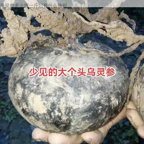 乌灵参多少钱一斤它有什么特别第1张-蔬菜基地绿色种植产业带 乌灵参多少钱一斤它有什么特别