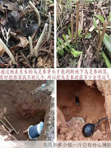 乌灵参多少钱一斤它有什么特别第2张-蔬菜基地绿色种植产业带 乌灵参多少钱一斤它有什么特别