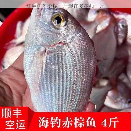 红尾鱼多少钱一斤现在多少钱一斤第2张-蔬菜基地绿色种植产业带 红尾鱼多少钱一斤现在多少钱一斤
