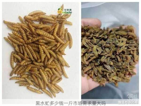 黑水虻多少钱一斤市场需求量大吗第2张-蔬菜基地绿色种植产业带