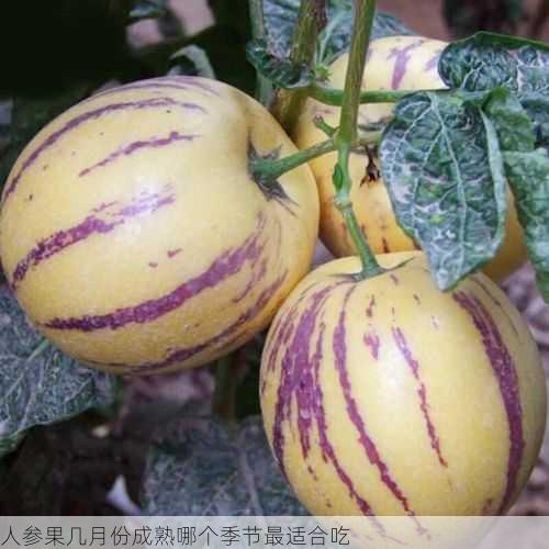 人参果几月份成熟哪个季节最适合吃第1张-蔬菜基地绿色种植产业带 人参果几月份成熟哪个季节最适合吃