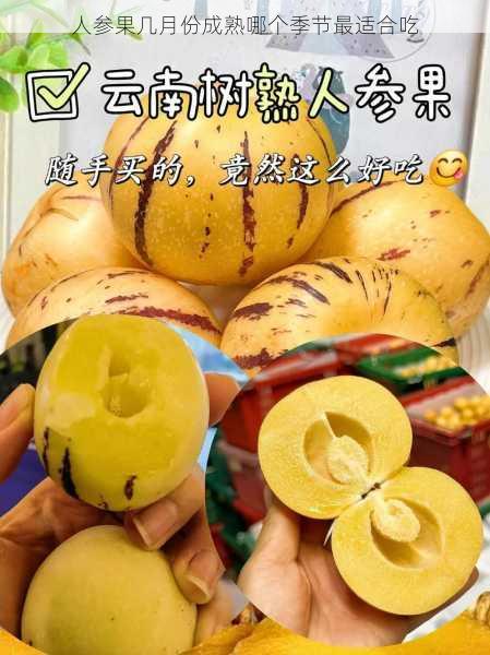 人参果几月份成熟哪个季节最适合吃第2张-蔬菜基地绿色种植产业带 人参果几月份成熟哪个季节最适合吃