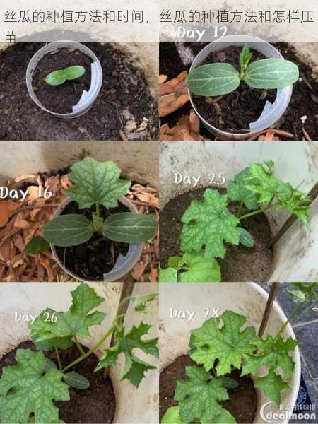 丝瓜的种植方法和时间,丝瓜的种植方法和怎样压苗第1张-蔬菜基地绿色种植产业带 丝瓜的种植方法和时间,丝瓜的种植方法和怎样压苗