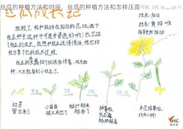 丝瓜的种植方法和时间,丝瓜的种植方法和怎样压苗第2张-蔬菜基地绿色种植产业带 丝瓜的种植方法和时间,丝瓜的种植方法和怎样压苗