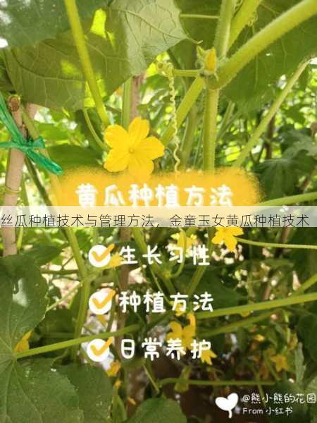 丝瓜种植技术与管理方法,金童玉女黄瓜种植技术第1张-蔬菜基地绿色种植产业带 丝瓜种植技术与管理方法,金童玉女黄瓜种植技术