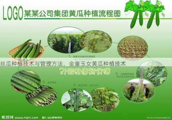 丝瓜种植技术与管理方法,金童玉女黄瓜种植技术第2张-蔬菜基地绿色种植产业带 丝瓜种植技术与管理方法,金童玉女黄瓜种植技术