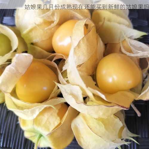 姑娘果几月份成熟现在还能买到新鲜的姑娘果吗第1张-蔬菜基地绿色种植产业带