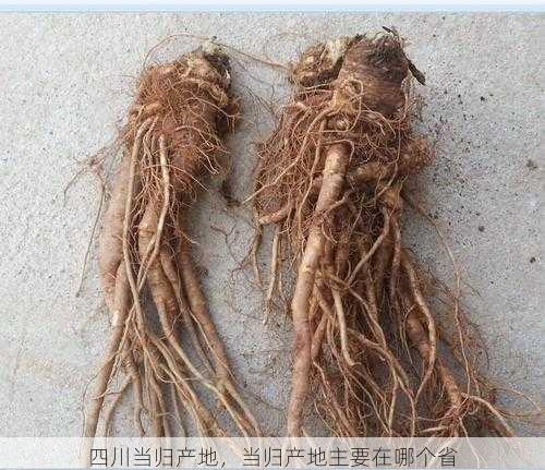 四川当归产地,当归产地主要在哪个省第2张-蔬菜基地绿色种植产业带 四川当归产地,当归产地主要在哪个省