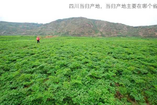 四川当归产地,当归产地主要在哪个省第1张-蔬菜基地绿色种植产业带 四川当归产地,当归产地主要在哪个省
