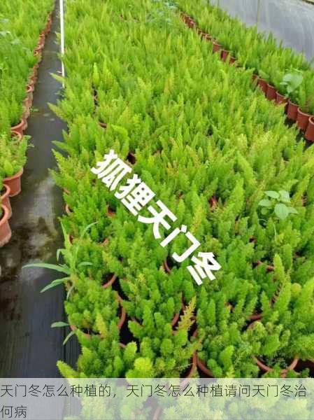 天门冬怎么种植的,天门冬怎么种植请问天门冬治何病第1张-蔬菜基地绿色种植产业带 天门冬怎么种植的,天门冬怎么种植请问天门冬治何病