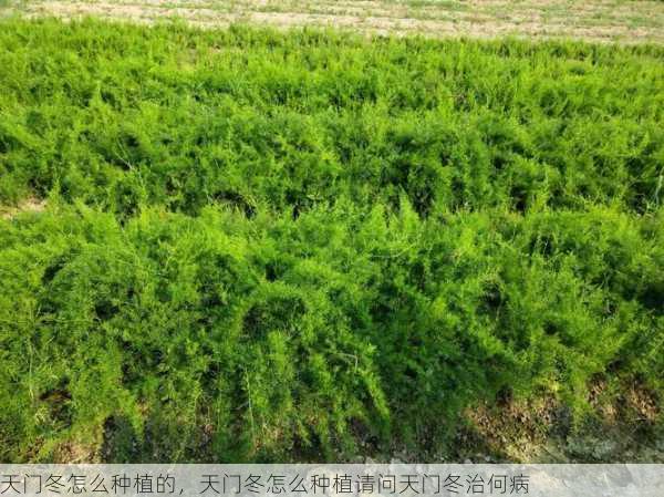 天门冬怎么种植的,天门冬怎么种植请问天门冬治何病第2张-蔬菜基地绿色种植产业带 天门冬怎么种植的,天门冬怎么种植请问天门冬治何病