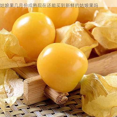 姑娘果几月份成熟现在还能买到新鲜的姑娘果吗第2张-蔬菜基地绿色种植产业带