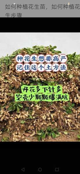 如何种植花生苗,如何种植花生步骤第2张-蔬菜基地绿色种植产业带 如何种植花生苗,如何种植花生步骤