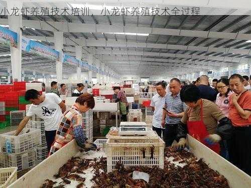 小龙虾养殖技术培训,小龙虾养殖技术全过程第1张-蔬菜基地绿色种植产业带 小龙虾养殖技术培训,小龙虾养殖技术全过程