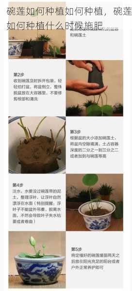 碗莲如何种植如何种植，碗莲如何种植什么时候施肥第2张-蔬菜基地绿色种植产业带