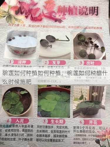 碗莲如何种植如何种植，碗莲如何种植什么时候施肥第1张-蔬菜基地绿色种植产业带